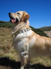 Excelente Camada de Golden Retriever - mejor precio | unprecio.es