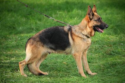 Fantasticos Pastor Aleman hembra de 70 dias con pedigree.