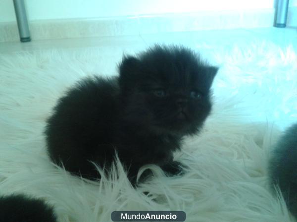 Gatitos persa