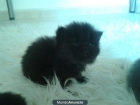 Gatitos persa - mejor precio | unprecio.es