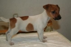 Jack Russell Terrier, excelentes cachorritos de 2 meses con muy buen pedigree y 1 año de garantia sanitaria por escrito - mejor precio | unprecio.es