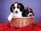 Oferta especial camada de Beagle - mejor precio | unprecio.es