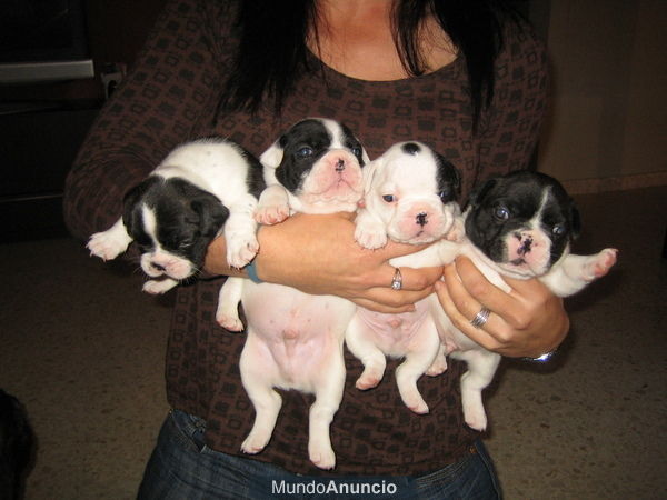 Preciosos cachorros de bulldog frances