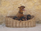 SE VENDEN PINSCHER MINIATURA DE EXCELENTE CALIDAD Y PRECIO - mejor precio | unprecio.es