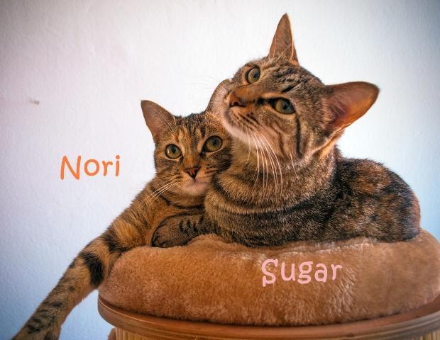 Sugar y Nori