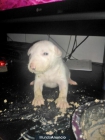 VENDO CACHORRA DE BULLTERRER MINI BARCELONA - mejor precio | unprecio.es