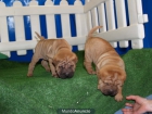 Vendo cachorritos de Shar-pei - mejor precio | unprecio.es