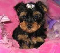 Yorkshire Terrier mini