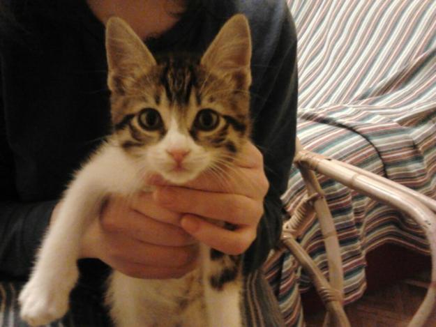 Gatito 5 meses en adopción