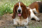 BASSET HOUND HEMBRA TRICOLOR-CHISPITA DE PINADAM - mejor precio | unprecio.es