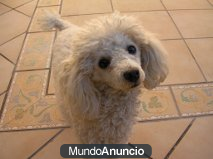 Busco caniche toy para monta