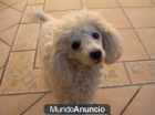 Busco caniche toy para monta - mejor precio | unprecio.es