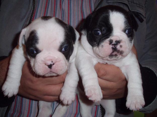 Cachorros bulldog frances 250 euros(particular)