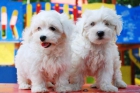 Camada de Bichobn maltes, espectaculares cachorros - mejor precio | unprecio.es