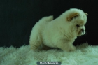 CHOW CHOW BLANCOS PRECIOSOS - mejor precio | unprecio.es