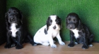 COCKER SPANIEL NEGRO/BLANCO 170€ - mejor precio | unprecio.es