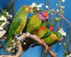 Cuidador de aves - mejor precio | unprecio.es