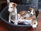 preciosas cachorritas en adopcion - mejor precio | unprecio.es