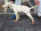 Setter Ingles (4 meses) - mejor precio | unprecio.es