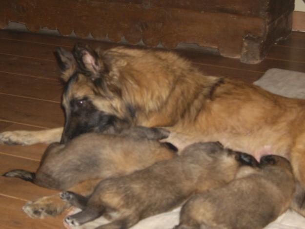 vendo cachorros de pastor belga tervueren