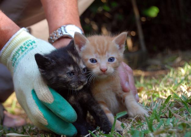 BCN - GATETS DE 6-7 SETMANES EN ADOPCIÓ‏