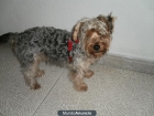 BUSCO NOVIA - mejor precio | unprecio.es
