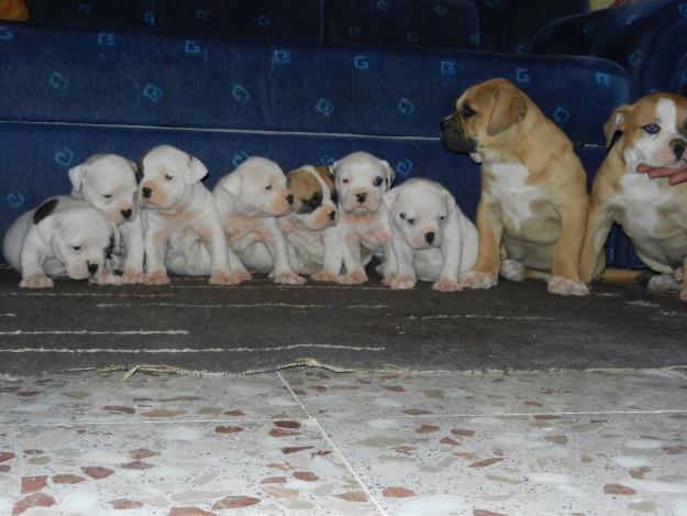 Cachorros de Bulldog Americano
