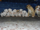 Cachorros de Bulldog Americano - mejor precio | unprecio.es