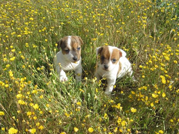 Jacks Russells cachorros de anuncio de color bicolor !