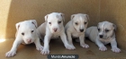 PITBULL TERRIER 190€ - mejor precio | unprecio.es
