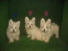 Westies: Westy excelente en mascotasur a 250 - mejor precio | unprecio.es