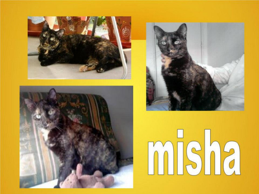 Misha, gatita carey dulcísima y guapa en adopción
