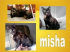 Misha, gatita carey dulcísima y guapa en adopción - mejor precio | unprecio.es