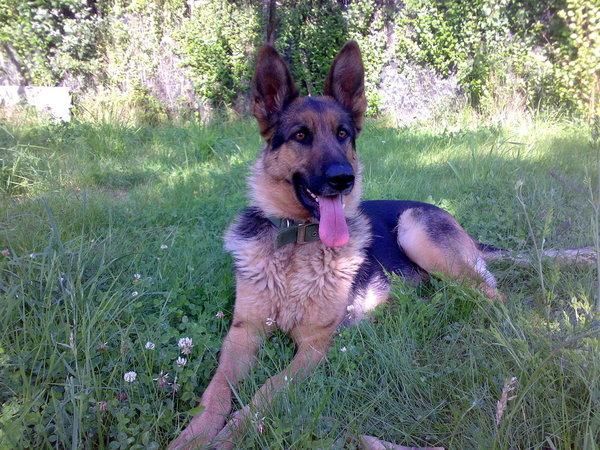 4 ultimas cachorras pastor alemán