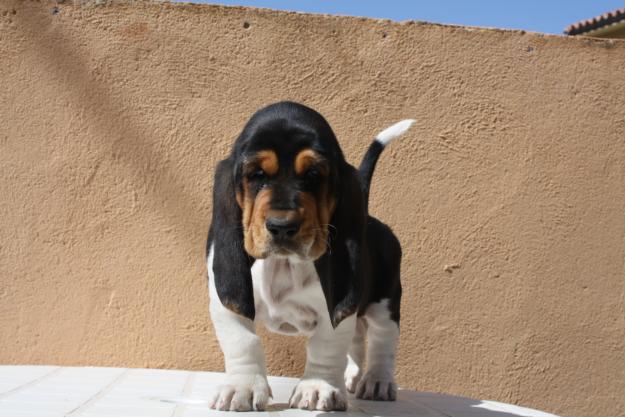 BASSET HOUND MACHO PARA MONTA