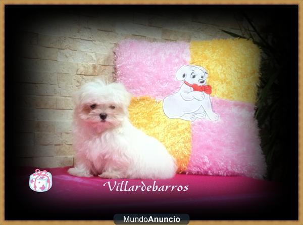 bichon maltes