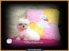 bichon maltes - mejor precio | unprecio.es