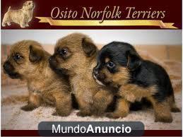 Cachorro Norfolk Terrier en venta.