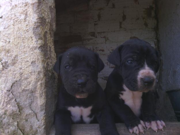 Cachorros de gran danes