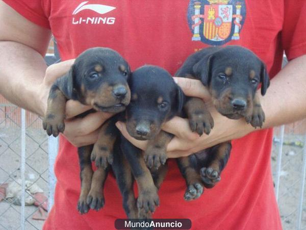 cachorros doberman