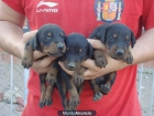 cachorros doberman - mejor precio | unprecio.es