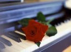 cantante pianista - mejor precio | unprecio.es