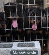 Impresionante camada de rottweiler