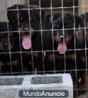 Impresionante camada de rottweiler - mejor precio | unprecio.es