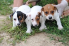 jack russell terrier 250€ - mejor precio | unprecio.es