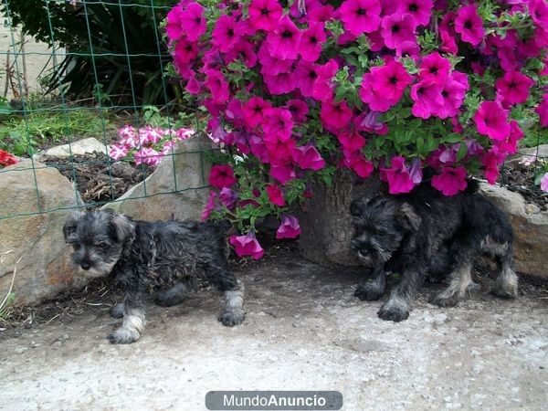 schnauzer sal y pimienta