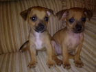 vendo cachorros de pincher enano - mejor precio | unprecio.es