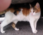 Urge acogida/adopción para gata tricolor, corre peligro en la calle. - mejor precio | unprecio.es