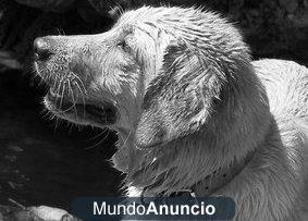 DOY EN ADOPCIÓN MESTIZO LABRADOR-GOLDEN RETRIEVER DE 7 AÑOS