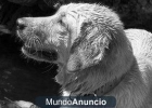 DOY EN ADOPCIÓN MESTIZO LABRADOR-GOLDEN RETRIEVER DE 7 AÑOS - mejor precio | unprecio.es